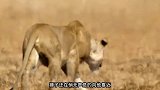 狮子捕杀800公斤的野牛，双方展开激烈的厮杀，野牛反败为胜