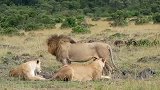 东非狮王：卡里布雄狮和盟友在新狮群