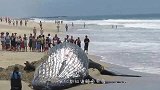 一条巨型大鱼，突然漂浮在水面，网友-吃了它不香吗