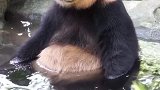 大熊猫好热呀，还是泡在水里舒服！
