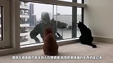 小猫发现窗外有人在擦玻璃，于是搞笑的一幕发生了，简直蠢萌可爱