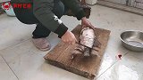 炖一条大鲢鱼，配上点海蜇丝，下酒菜不就妥了吗，这酒喝的舒坦