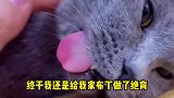终于给我家猫做了绝育！这才是它真正的归宿，太搞笑了