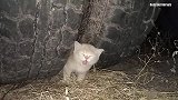 解救被卡在轮胎里的小猫咪，好人发现它时小猫咪的喉咙已经哭哑了