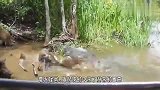 游客为看鳄鱼吃野猪，用面包诱拐野猪到河里，结果会怎样