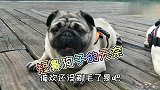 巴哥遛弯十分钟休息半小时，喘成“大蛤蟆”，夏天怎么过？心疼