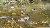 野外发现的巨型眼镜王蛇,这体型说是“蛇王”也不过分!