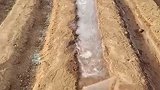 劳动人民智慧多，一个水袋让浇地效果大大提高！网友：谁懂？分析分析！