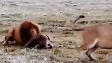 野狗欺负母狮子，雄狮给它上一课