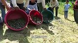 大叔收养一只受伤的秃鹫，等到伤好放生时，尴尬了，忘记怎么飞了