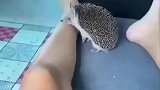 养啥别养刺猬，倒大霉了