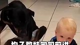 狗子带娃，这也太绝了
