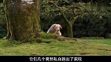 二哈带领5只金毛拉雪橇，完爆专业雪橇犬，一部搞笑宠物电影