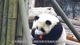 2只熊猫团子当众打架，这场景真是厉害了，网友：功夫熊猫啊