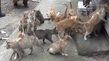日本猫岛上二十几只猫咪，堵在岛上一户人家门口要鱼吃