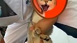 猫：快放开我，不然我可咬人了！
