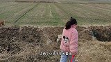 带着狗狗到农村田野里遛狗，拉布拉多差点落水，赶紧撤退太危险了