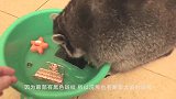 一只患有强迫症的浣熊，盖井盖视频走红，镜头记录全过程