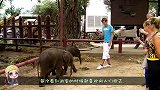 贪玩小象乱玩轮胎，不料腿被卡住，吓得赶紧找妈妈