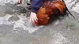 大公鸡：你不要过来啊，我真的是服了