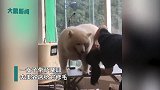 主人带萨摩耶去修毛，剪完主人哭笑不得，网友：这才是真正的狗熊