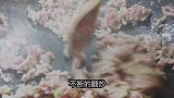 一分钟教你在家自己做正宗的韩式嫩豆腐汤入口即化汤鲜味美