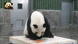 上班时间的熊猫旦旦很认真地吃胡萝卜，吃相超级乖巧超级可爱