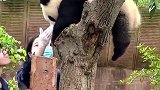 熊猫宝宝受委屈了，哭唧唧地找奶爸求安慰，这也太可爱了吧