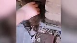 这小老鼠也太可爱了吧