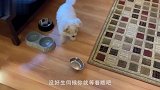 宠主忘记给狗子喂食，狗当着主人面将饭盆砸地上，这表情太逗了