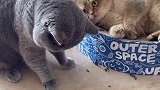 撒上一把猫薄荷，收获一只卖萌的漂亮～动物图鉴