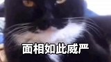 此猫有些来头，难不成是喵青天