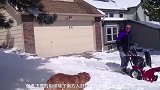看到雪之后兴奋的狗狗，铲屎官：来，我把你踹进雪里好好感受一下