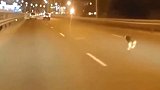 狗狗误闯高速车流，被两车撞上后无事生还，跳起来猛追肇事车！