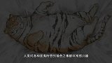 风花雪月下的豹和狮子？都知道狮虎兽，那豹和狮子能生出豹狮兽吗