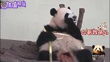 颜值满分的熊猫宝宝高高在上圈粉一波，乖萌指数100分