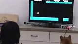 狗狗看主人打游戏，异常的认真