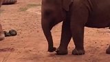 第一次看到小象挠痒痒，下一幕拍到的画面，看完我都笑岔气了