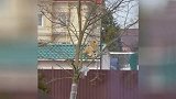 俄罗斯：邻居养狮子！莫斯科一居民区房顶卧一只狮子引民众恐慌