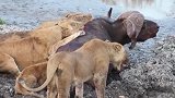 母狮合作捕猎大水牛，小狮子们也来帮忙
