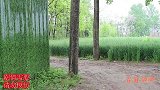 刘星偷穿小燕子的新衣服炫耀，结果被妈妈当场抓到，过程太逗了
