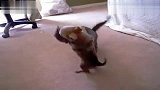 超萌的猫狗之战