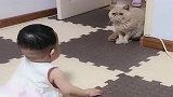 自从这个小祖宗一回家，家里的猫就成了这样，咱也不敢过去问