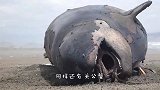 关公蟹在海滩上发现头鲸鱼，三分钟过后，场面太壮观