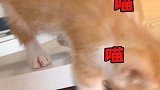 铲屎的你这么做良心不痛么