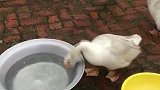 鸭子：我差点自己淹死在脸盆里！