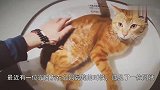 公园门口阿姨免费送猫，等了一上午也没人要，原因让人不可思议