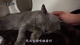 猫咪正在熟睡，主人故意拉扯熟睡猫咪，猫咪的反应太好玩了