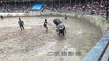 锦平牛王在短短的3分钟内，200块就这样到手了
