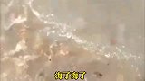 烟台牟平区海边惊现大量泸沽虾，市民“赶海细胞”再次被点燃